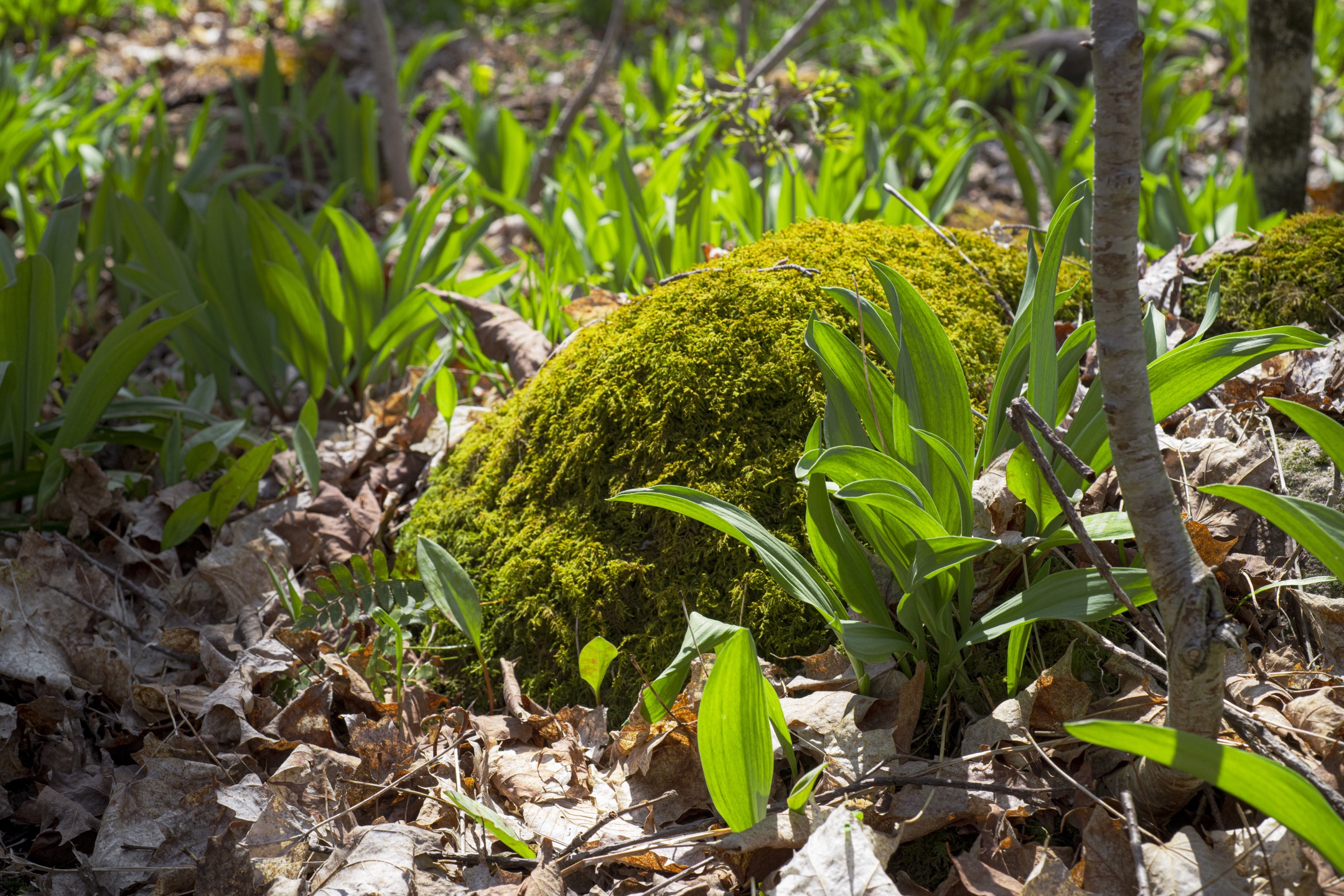 Wild Leek, or Ramps, growing on the forest floor in late april