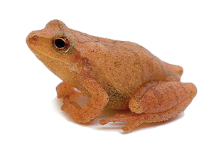 Ontario Spring Peeper